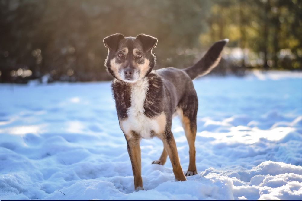 Adoptuj wrażliwego Kacperka