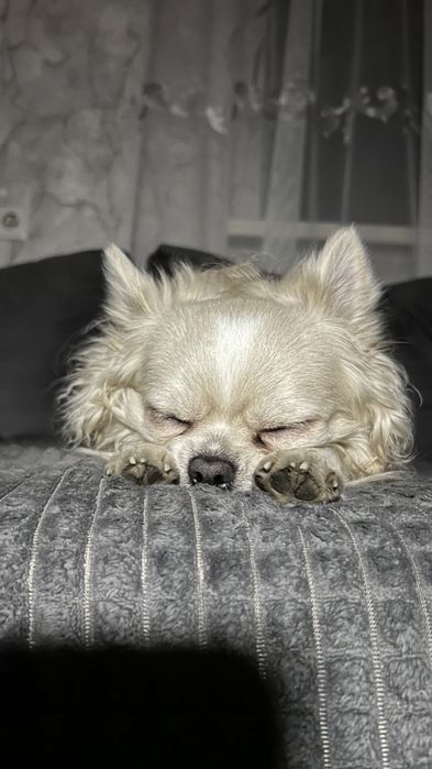 Ищу невесту чихуахуа