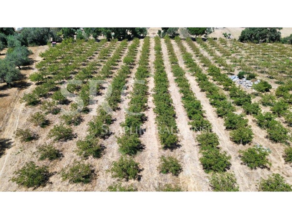Herdade das nogueiras V.N. Baronia