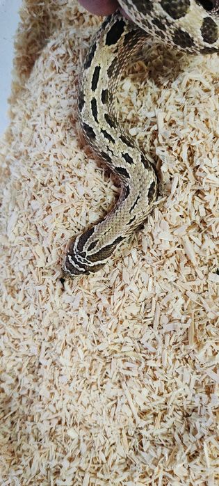 Heterodon zachodni samiec anaconda, conda