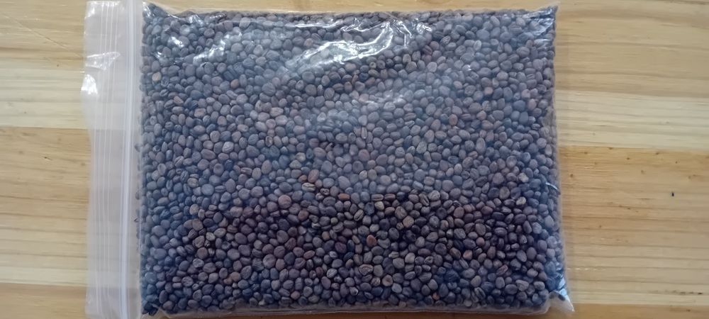 Sementes microgreens