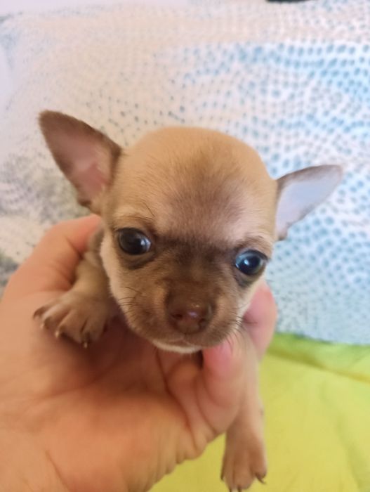 Chihuahua  macho