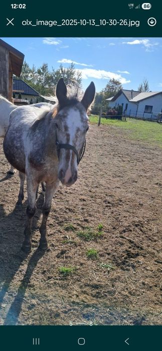 Witam sprzedam klacz