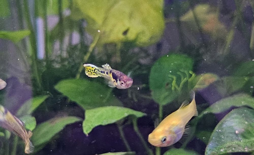 Guppy endler tiger