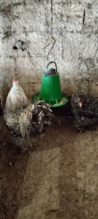 Ovos férteis  brahmas