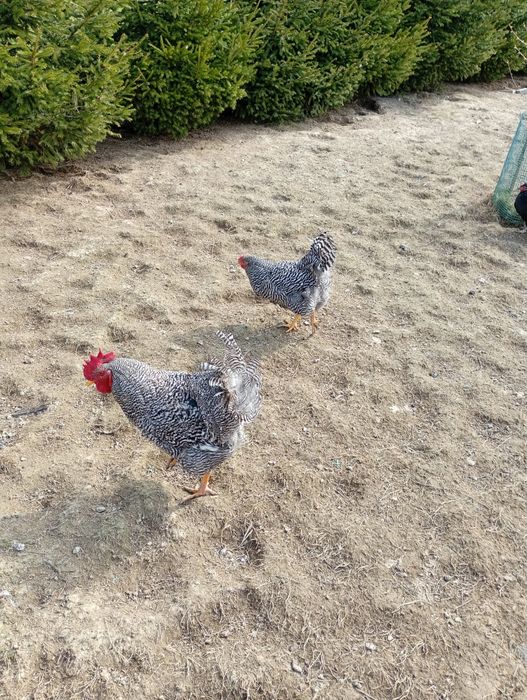 Amrock kogut 10 miesięcy