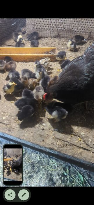 Продам курчат...