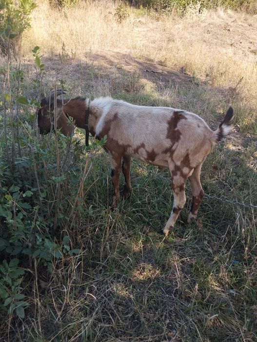 Англо Нубийский Козел (100%) для порытия вашей козы