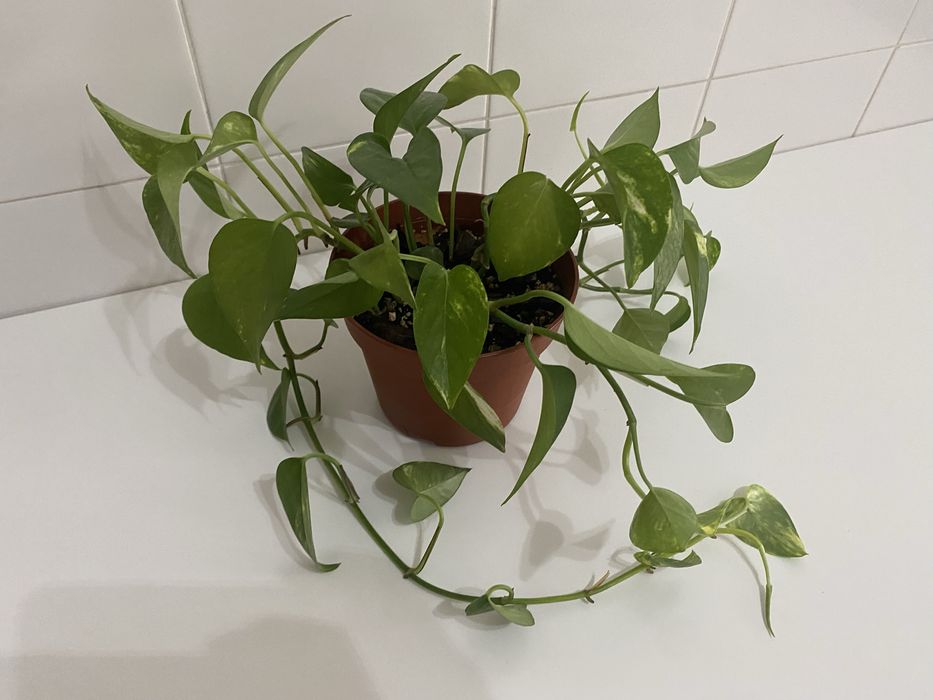 Planta Jiboia | Epipremnum aureum | Pothos