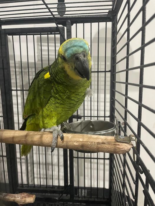 Papagaia femea com 6 meses com gaiola incluida