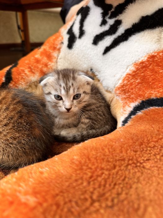 Кошенята висловухі, дівчатка