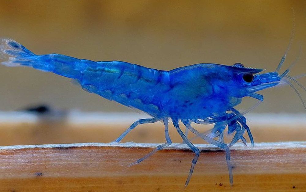 Krewetka BLUE VELVET - Neocaridina - Caridina - dowóz, wysyłka