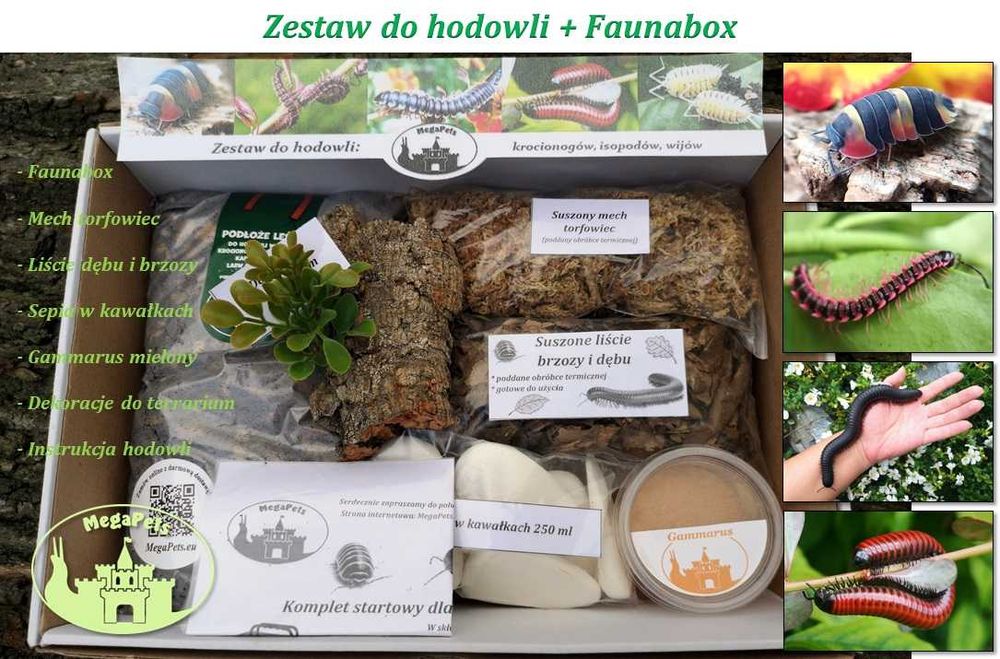 Zestaw do hodowli + Faunabox wije isopody kulanki