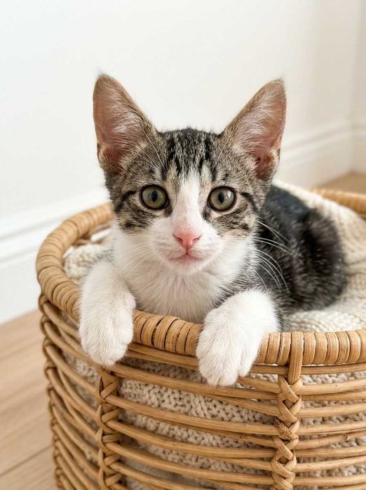 Setúbal e arredores / Margem Sul — ROBIN, gatinho para adoção