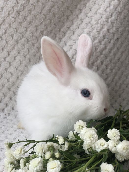Декоративные ручные кролики Одесса