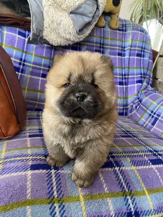 Шикарна дівчинка