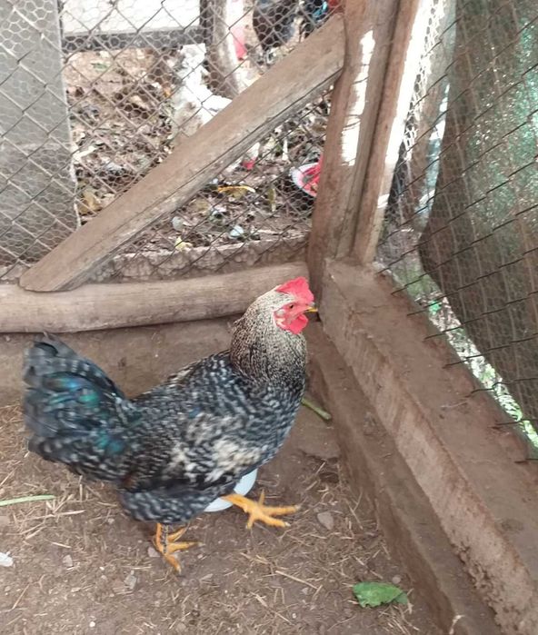 Vendo 2 Galos 5 meses 15€/cada