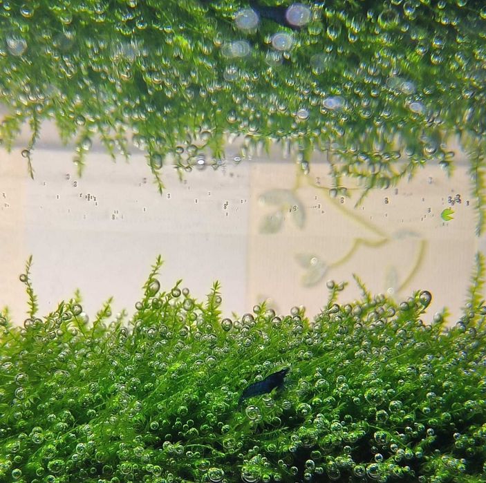 Креветка неокарідіна синя Блю Дрім / Neocaridina Blue Dream / Рослини