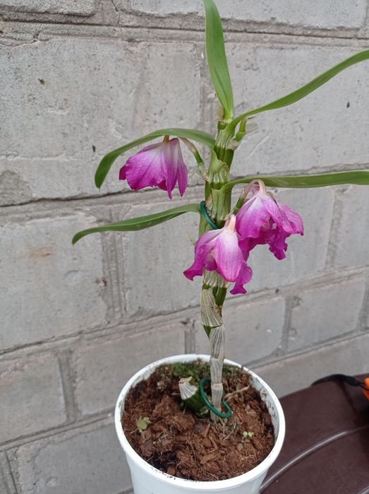 Орхидея Дендробиум Нобиле.