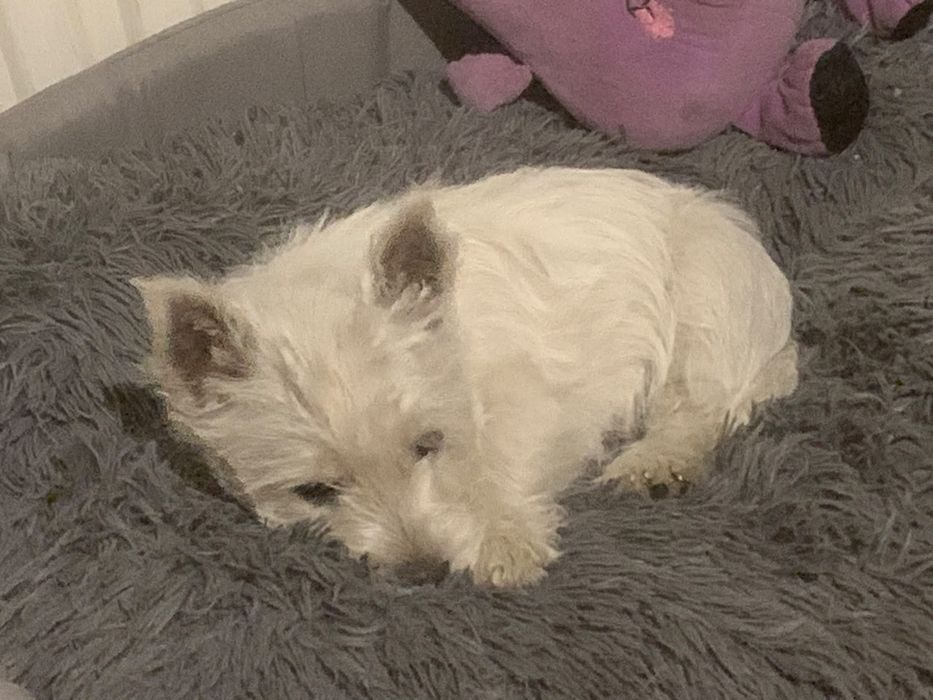 West Highland White Terrier szczenięta - piesek (hodowla ZKwP)