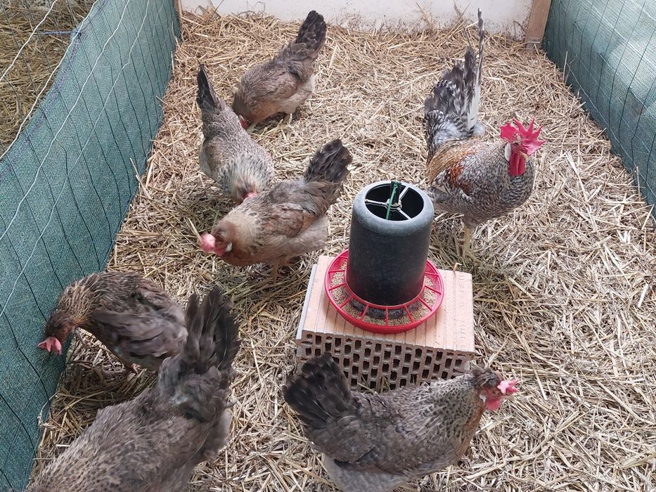 Jaja jajka lęgowe legbar marans silverudds  ameraucana