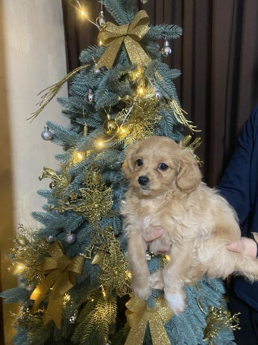 Цуценята Мальтипу