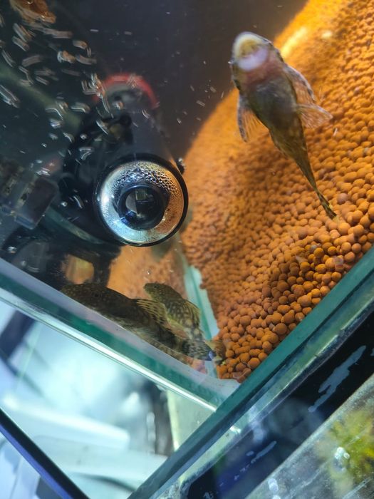 Ancistrus albinos e sp.