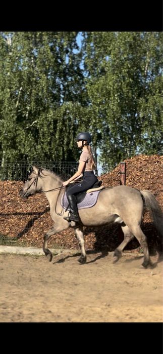Konik polski wałach 4 lata pod siodło