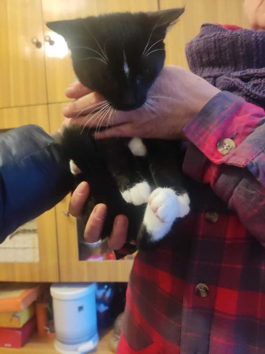 Kto uratuje kocią rodzinę?