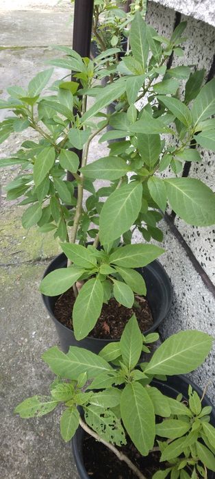 Datura biała zolta różowa  10