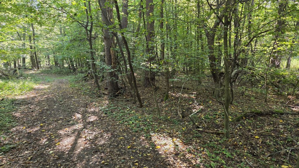 Działka leśna- las z łąka 1,256 ha