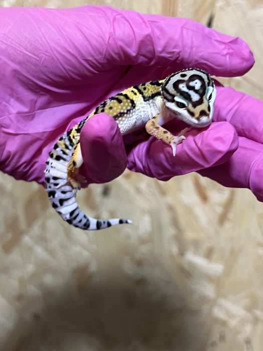 Gekon lamparci gekony lamparcie wyprawka