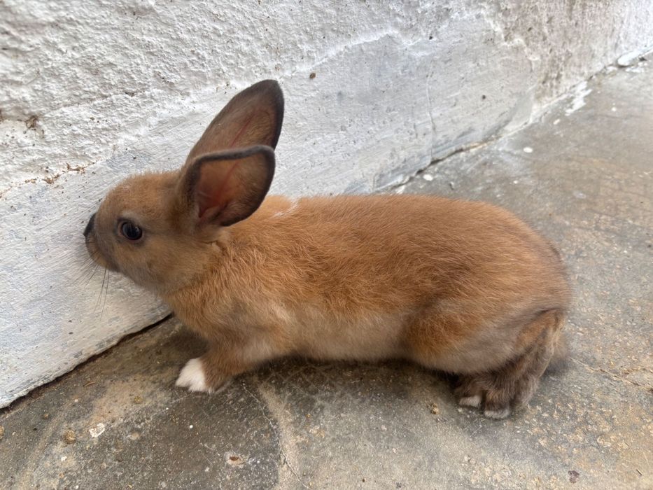 Coelhos anões bebés