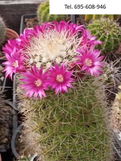 Kaktusy - wyprzedaż