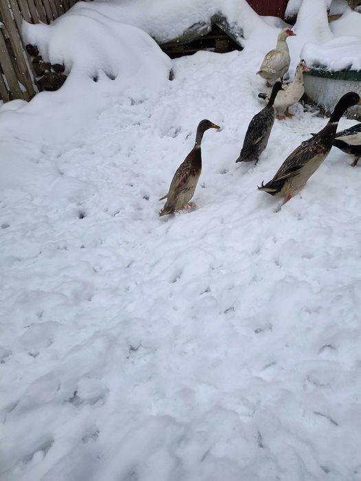 Kaczor biegus indyjski