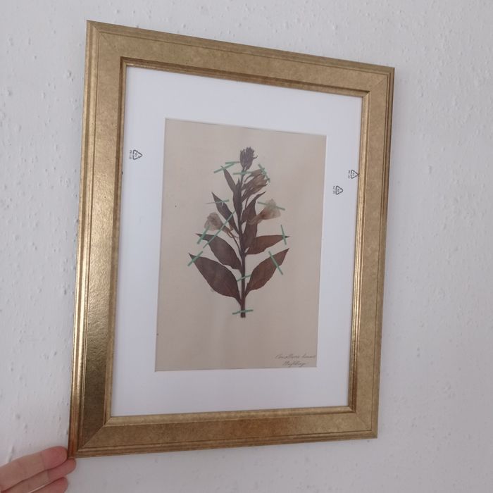 Herbarium secesyjne zielnik antyk