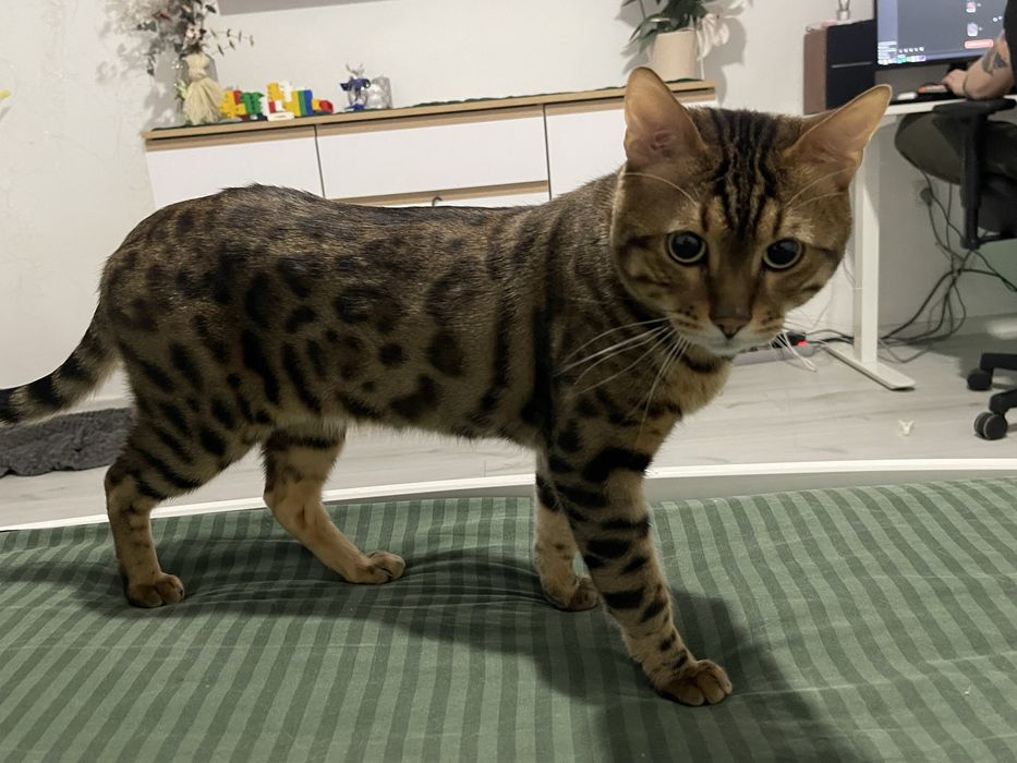 Кіт для вʼязки бенгалець