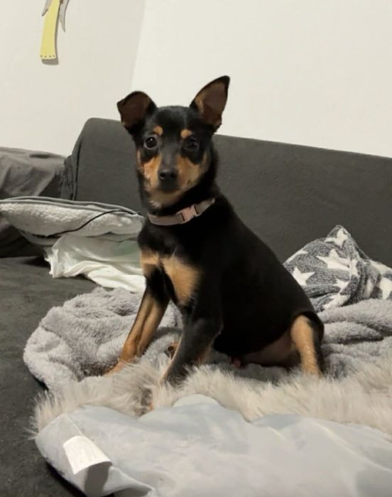 Czoko szuka swojej rodziny