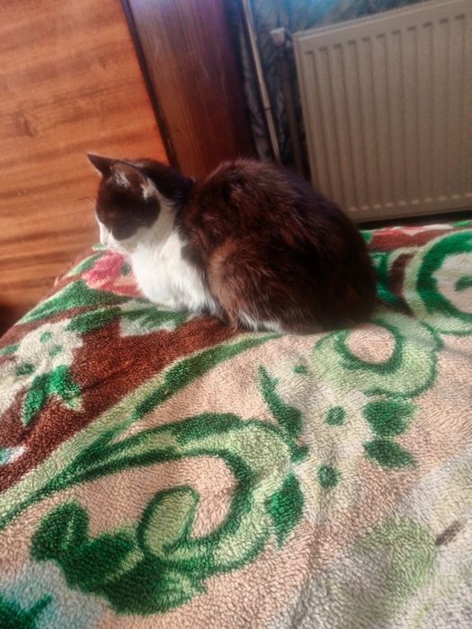 Безкоштовно у люблячі руки