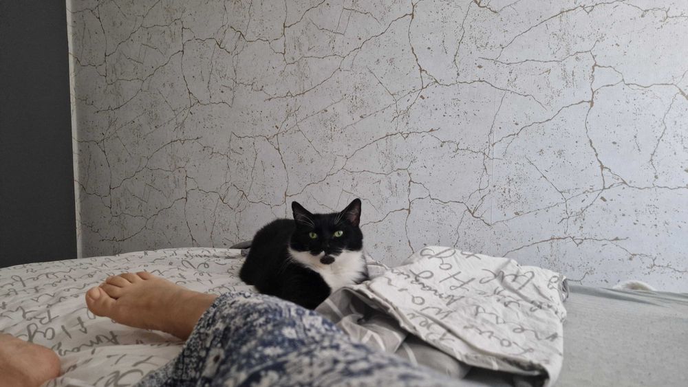 Oddam kotkę w dobre ręce