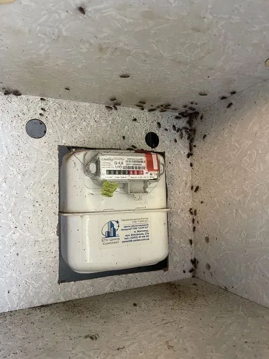 Знищення тарганів клопів бліх дезінфекція уничтожение травля тараканов