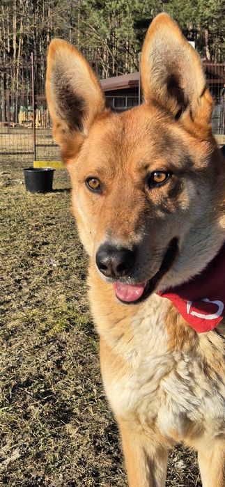 Piesek około cztery lata