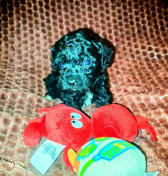 chłopczyk czarny maltipoo