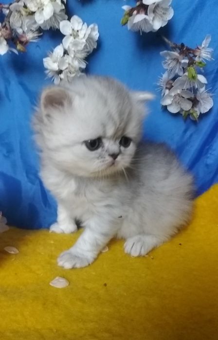 Хайленд серебристый шиншилла белый серый  мальчик