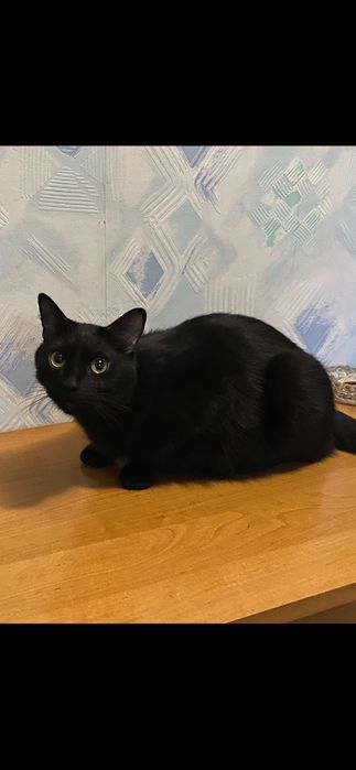 Гарний кіт в хороші руки