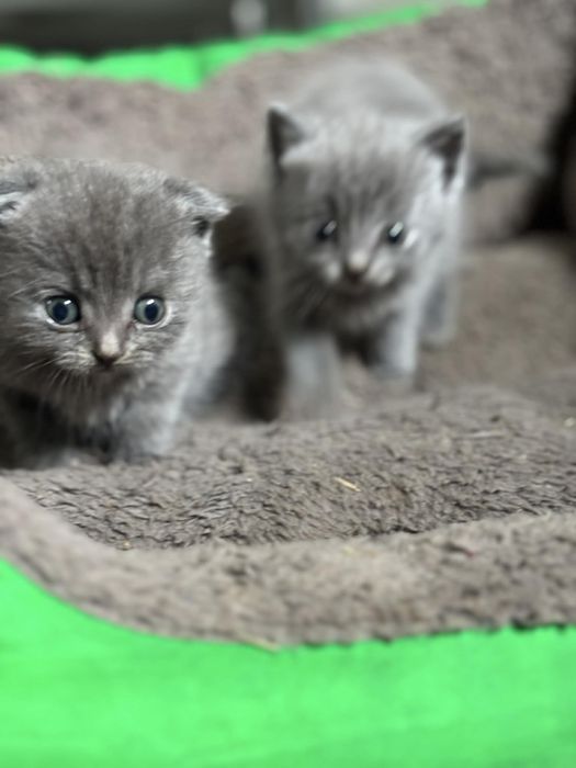 Кошенята шотландські