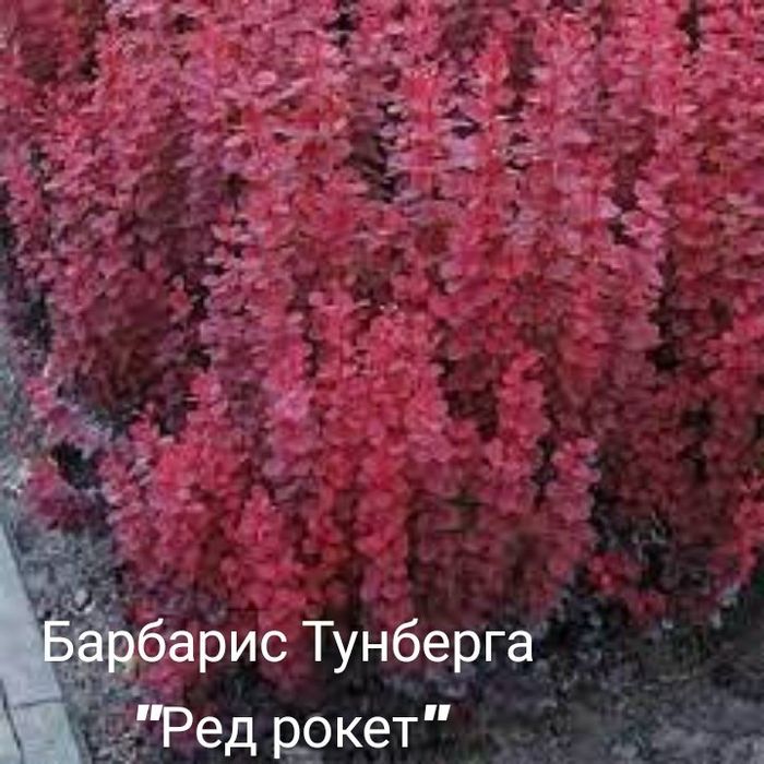 Гортензія волотиста