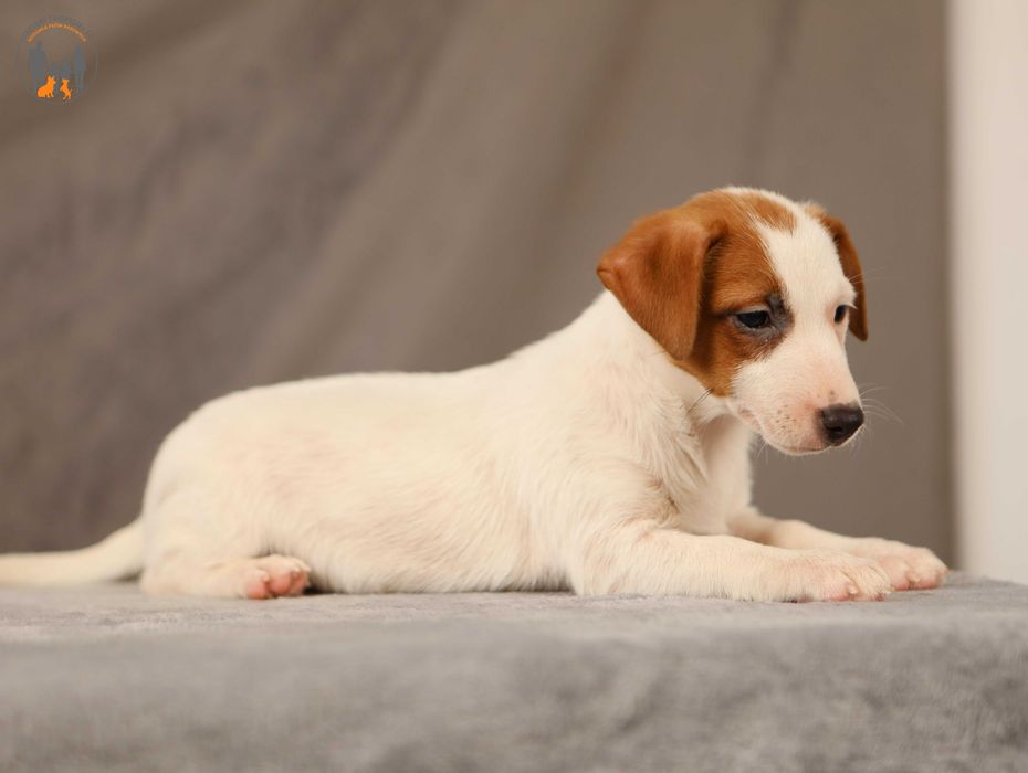 Jack Russell Terrier po Championie rezerwacja