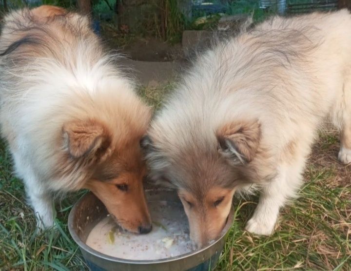 Колли КСУ на вязку