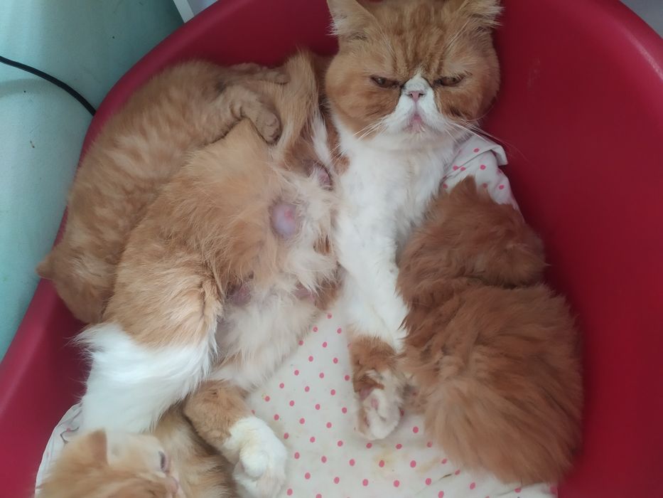 Потерялась кошка экзот. Запорожье.